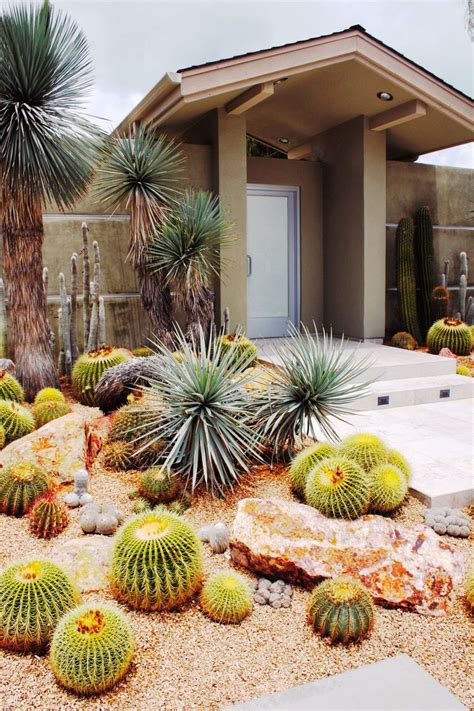 cactus front yard
