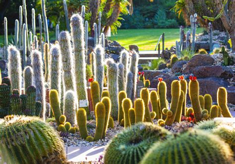 cactus garden botanic gardens