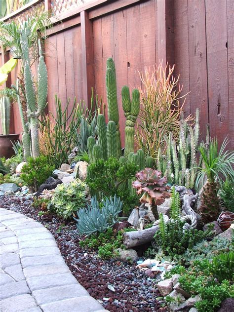 cactus garden outdoor