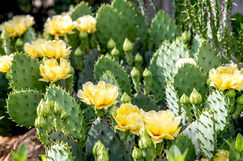 cactus garden plants