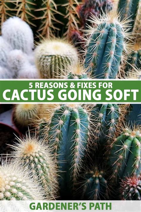 cactus going soft