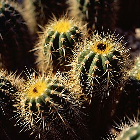 cactus grow in sandy soil
