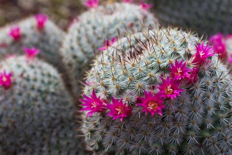 cactus growing flowers
