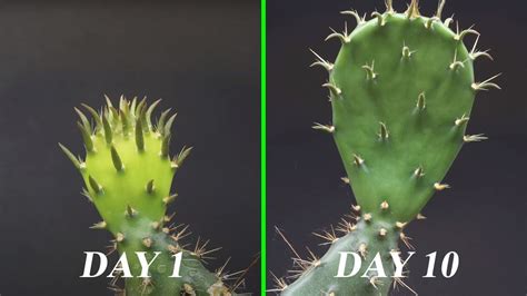 cactus temperature