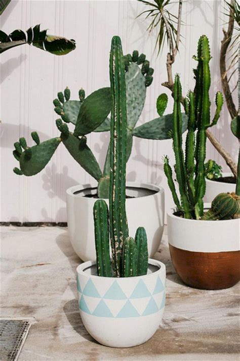 cactus in the pot