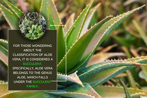 cactus mix for aloe vera
