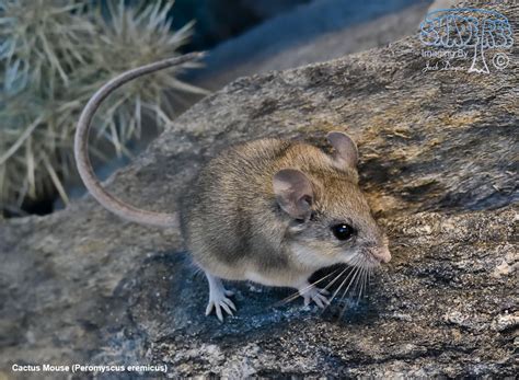 cactus mouse