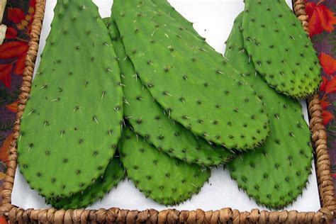 cactus pads