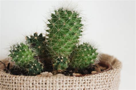 cactus plant grow in which soil