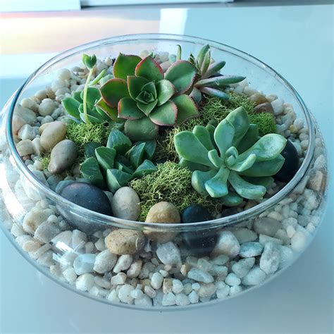 cactus plant in glass bowl