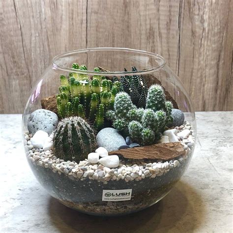 cactus plant in glass bowl