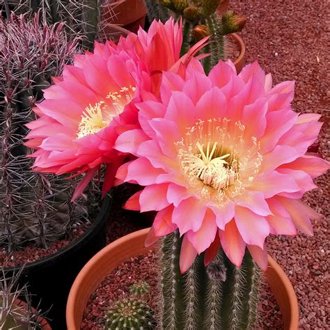 cactus plants for zone 7
