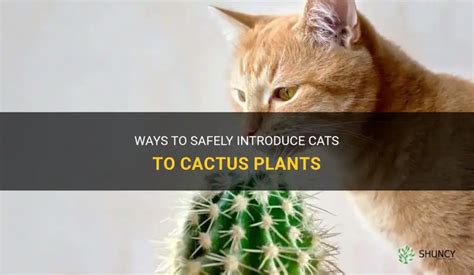 cactus safe for cats