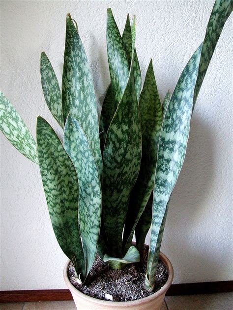 cactus sansevieria