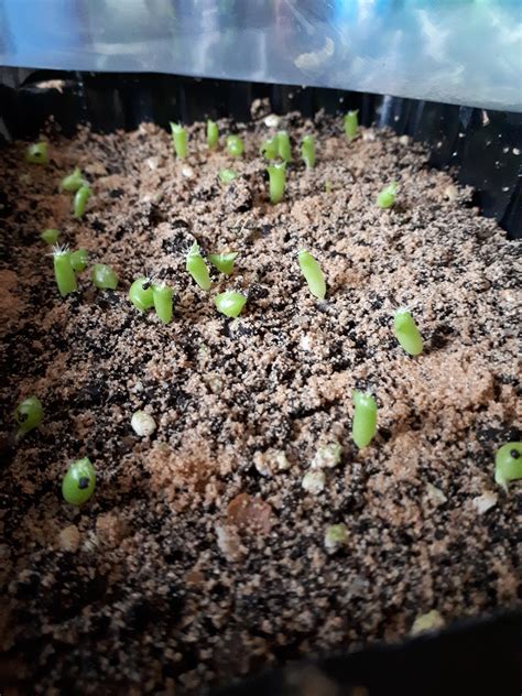 Cactus Seedlings