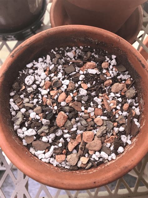 cactus soil for tomatoes