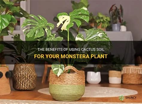 cactus soil monstera