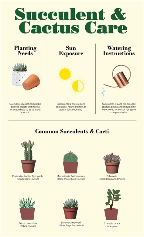cactus succulent care