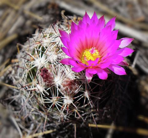 cactus with pink flower on top