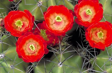 cactus with red flower