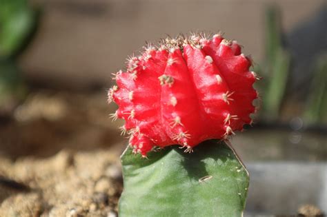 cactus with red flowers