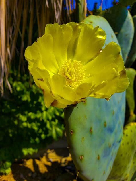 cactus with yellow flowers