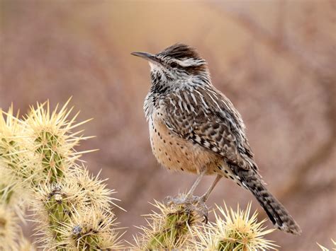 cactus wren