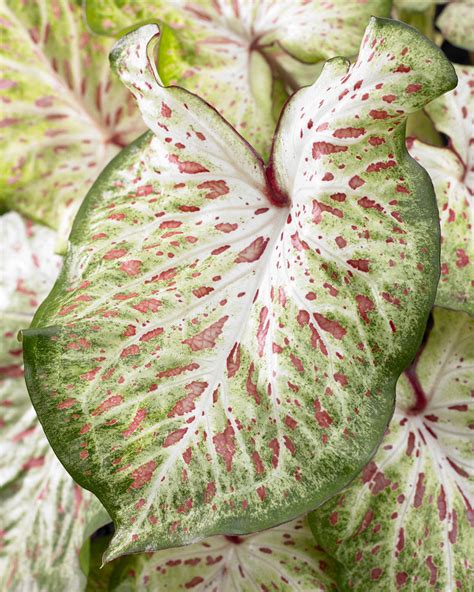 caladium gingerland