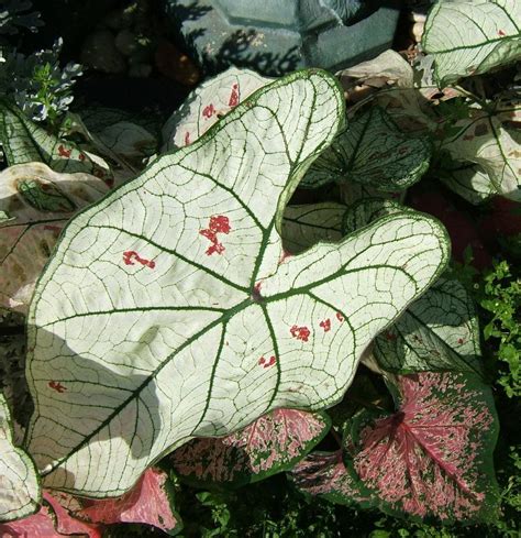 caladium marie moir