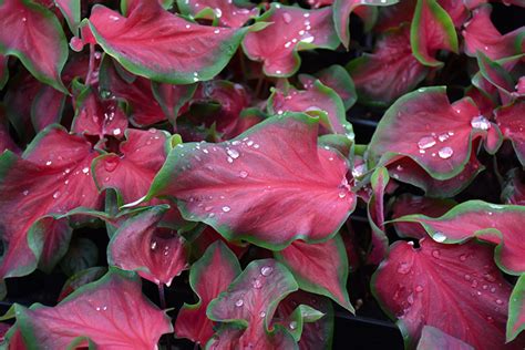 caladium red ruffles