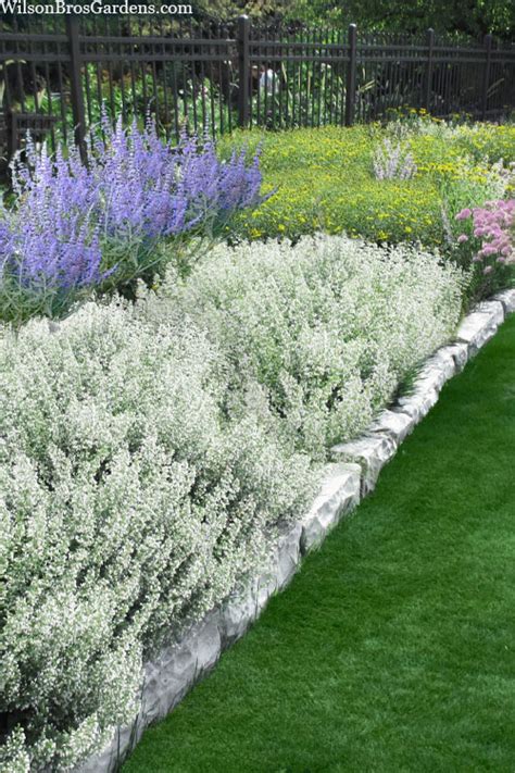 calamint white cloud