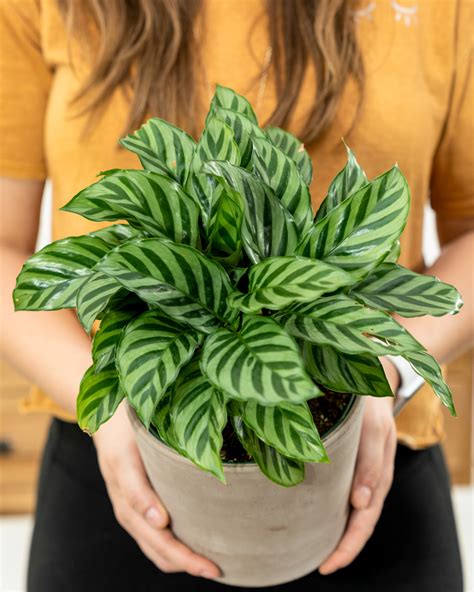 calathea concinna freddie