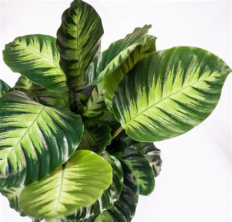 calathea misto