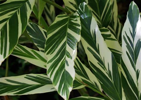 calathea vittata