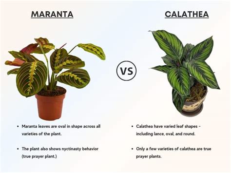 calathea vs maranta