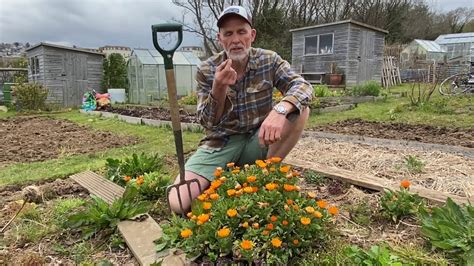 calendula as a companion plant