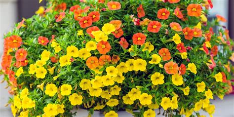 calibrachoa hanging baskets