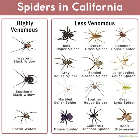 California Spiders Identification Chart