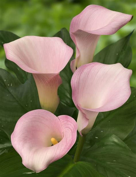 calla captain melrose