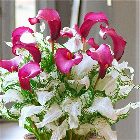 calla frozen queen
