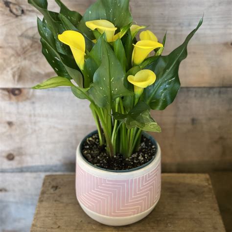 calla in pot