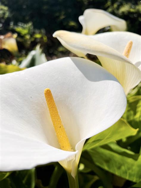 calla lily blooming season