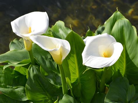 calla lily blooms