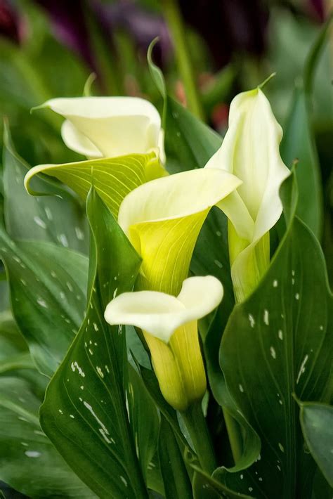 calla lily captain calla