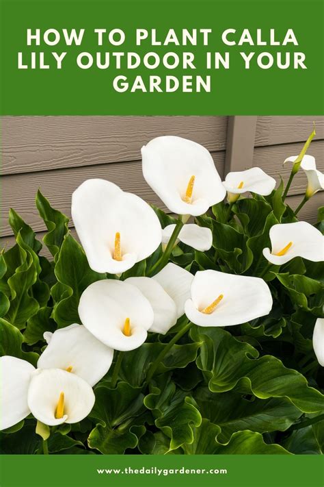 calla lily care