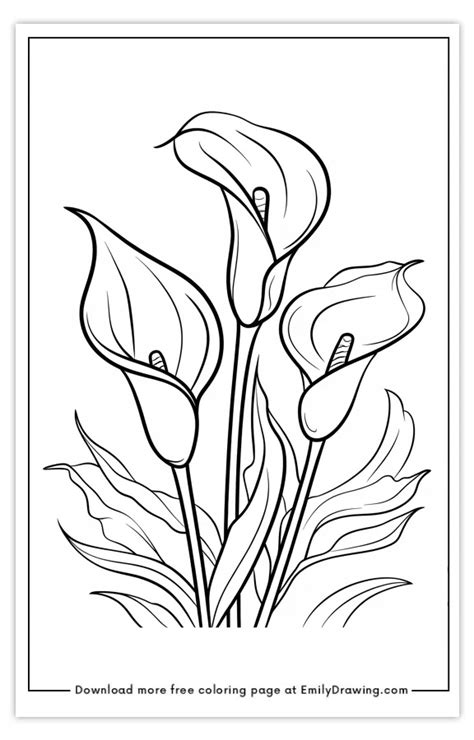 calla lily coloring page