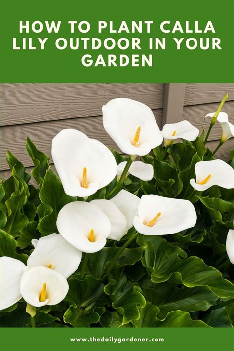 calla lily garden