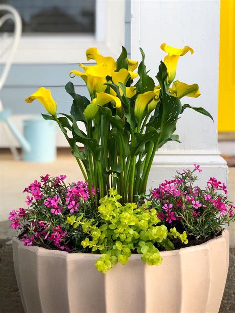 calla lily in containers