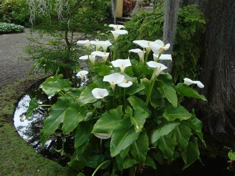 calla lily landscaping