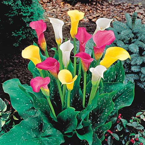 calla lily mixed